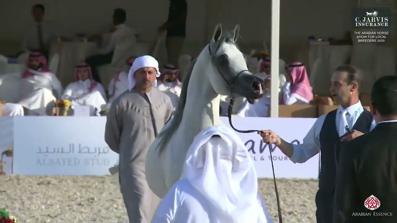N 275 SUHAIL ALHADI   The Arabian Horse Show For Local Breeders 2025   Colts 3 Years Old Class 8