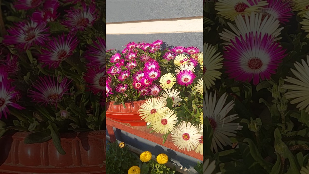 🌸 Ice Plant Flower | Beautiful Succulent Blooms in Summer | Bloom With Plants
