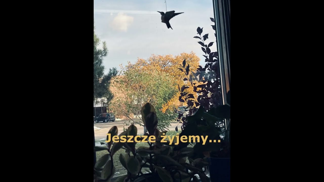Jeszcze żyjemy...