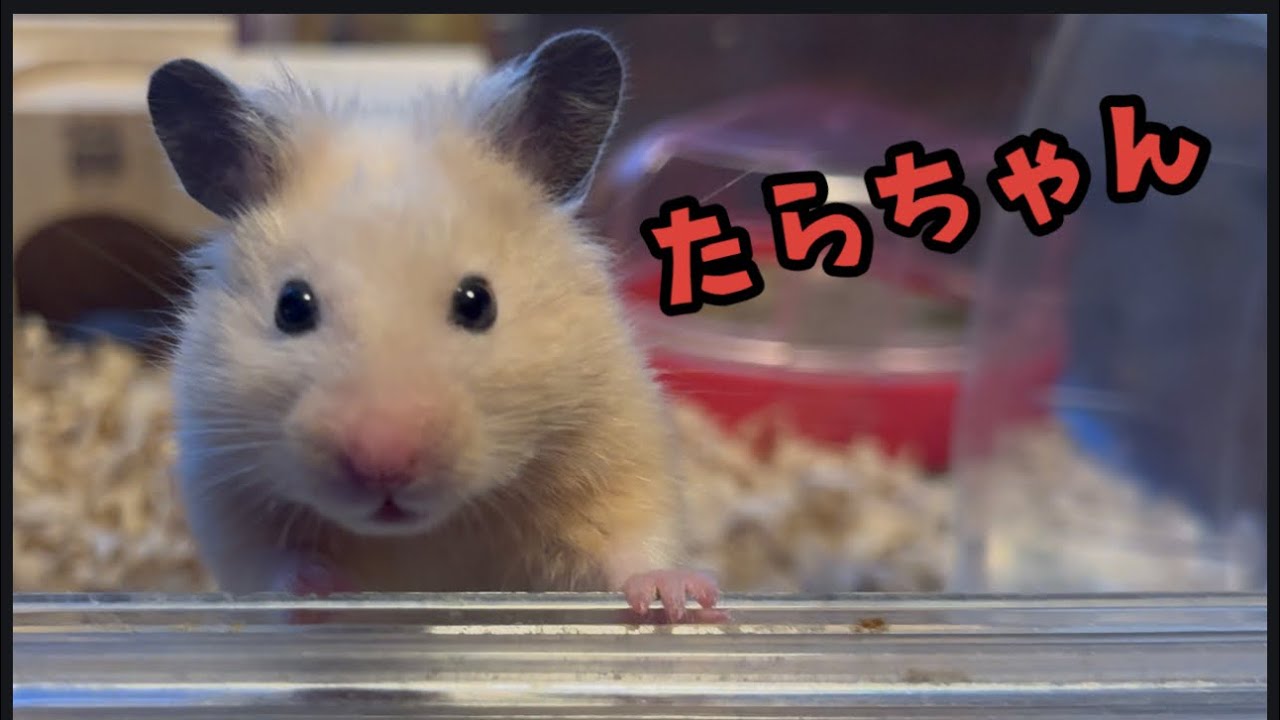 たらちゃんの部屋んぽ日記2