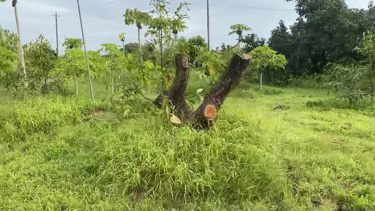 United States only commercial planting of Achacha, in our tropical fruit forest.