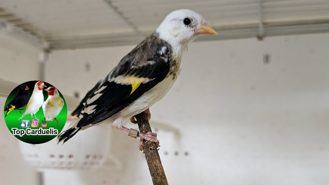 Cardellini Parva disponibili per questo anno 🦅🤍🖤