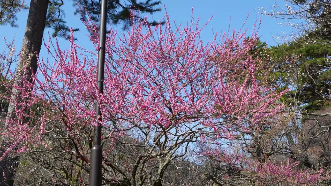 熱海梅園、Plum Garden in Atami。