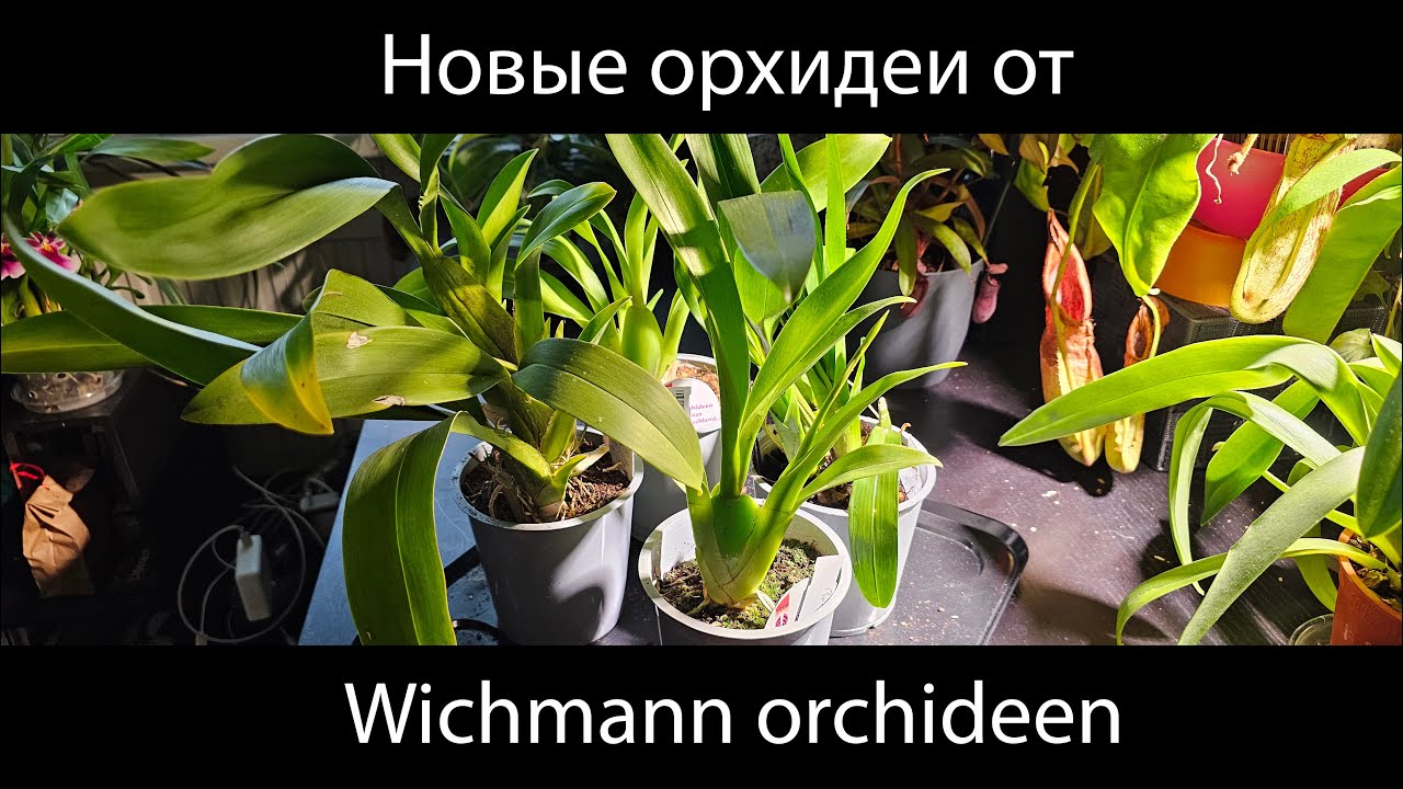 Распаковка новых орхидей от Wichmann Orchideen #орхидеи #orchid #распаковка