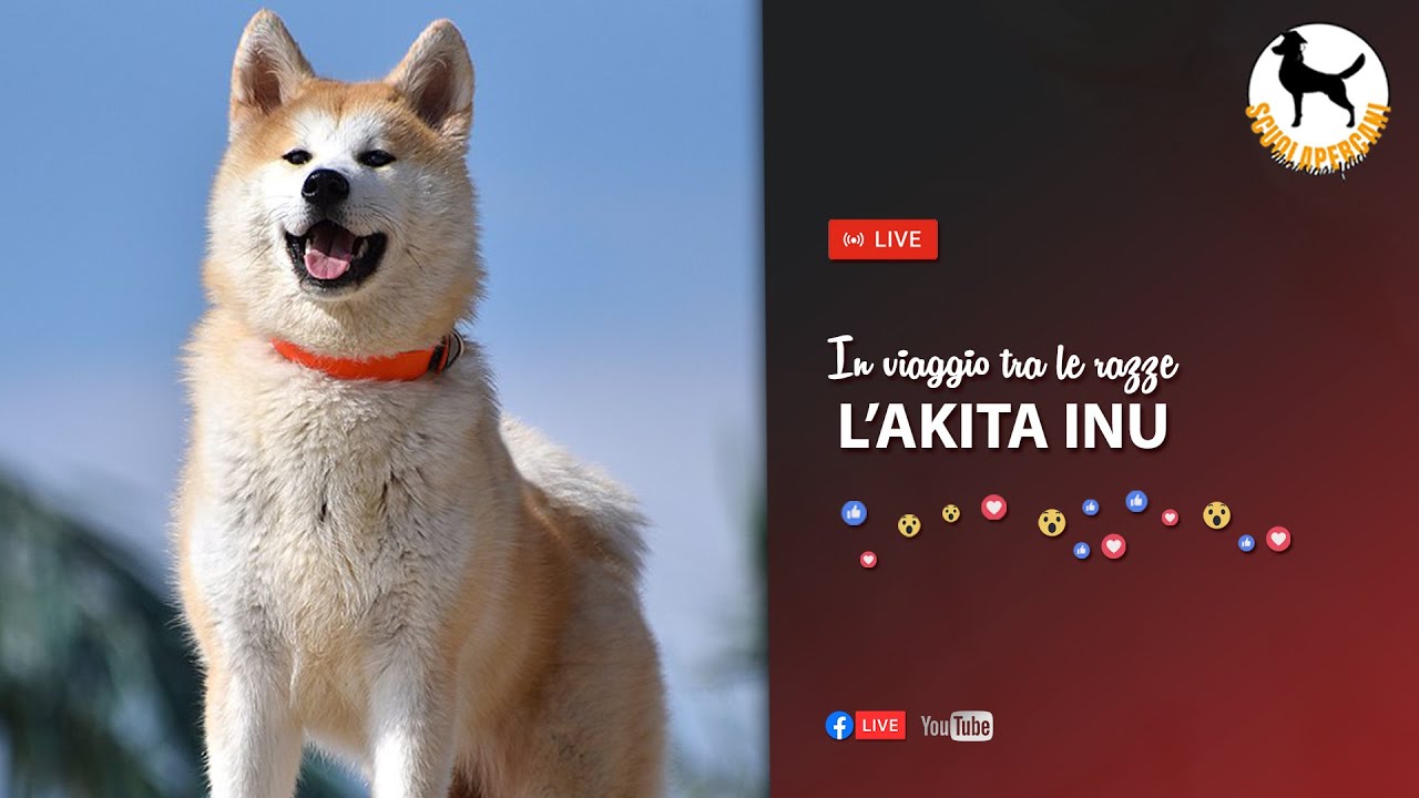 L'AKITA INU
