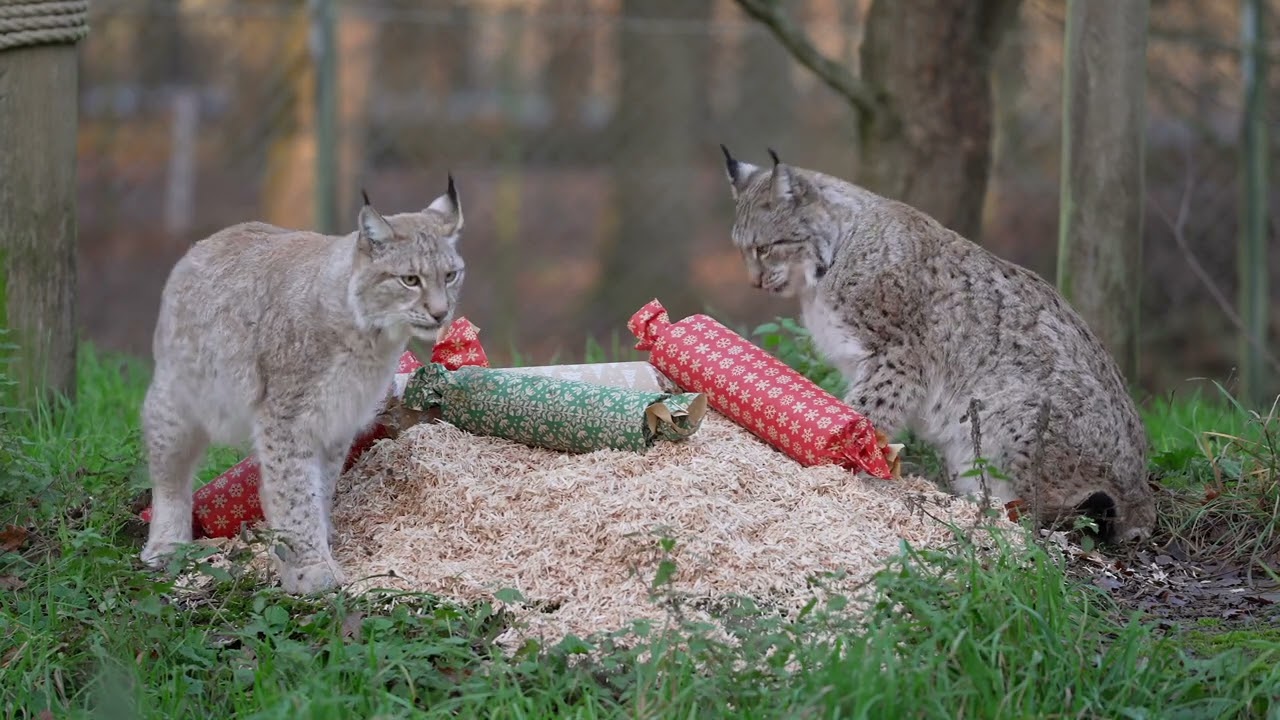 Animals treated to early Christmas