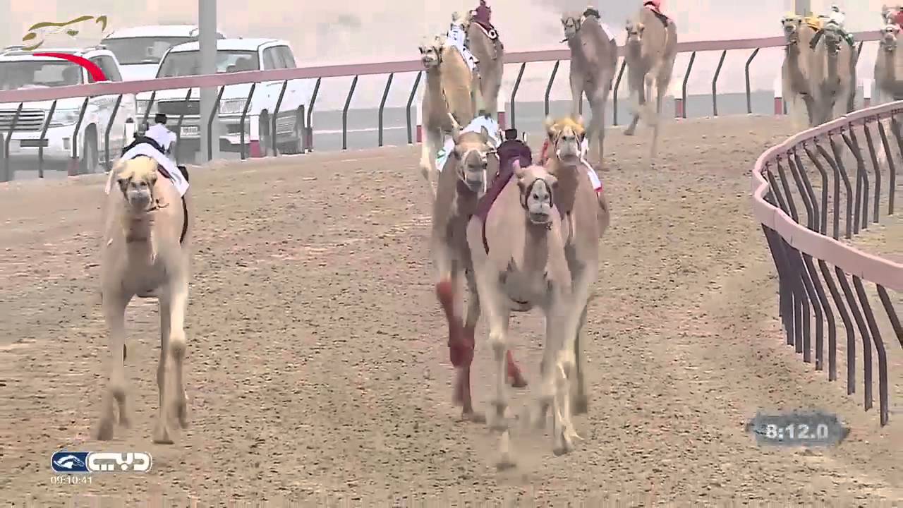 ختامي المرموم حول للقبائل 8 كم 29-3-2016 ص- ش10 الظبي لـ خالد سالم سعيد بن حضيرم الكتبي 12:47:9