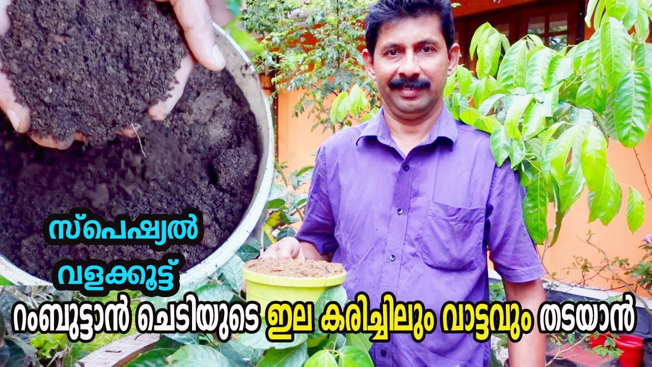 റംബുട്ടാൻ ചെടിയുടെ ഇല കരിച്ചിലും വാട്ടവും തടയാൻ സ്പെഷ്യൽ വളക്കൂട്ട് Rambutan tree drying Yellowing