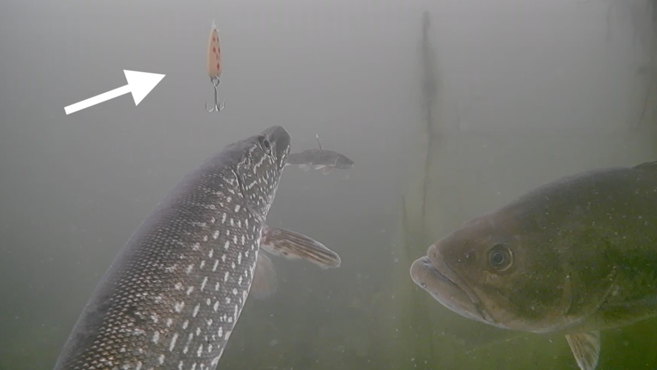 Ice Fishing 5 of DIAMONDS For NORTHERN PIKE and BASS with Underwater Camera!