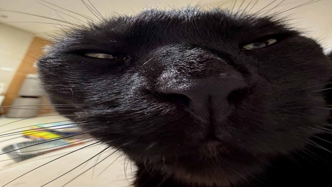 Cats Experiencing Brain Lag