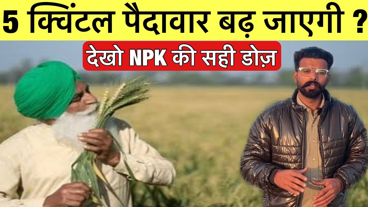 गेहू पैदावार बढ़ाए साथ गरमी से भी बचाए देखो No.1 फार्मूला | high yield wheat management 