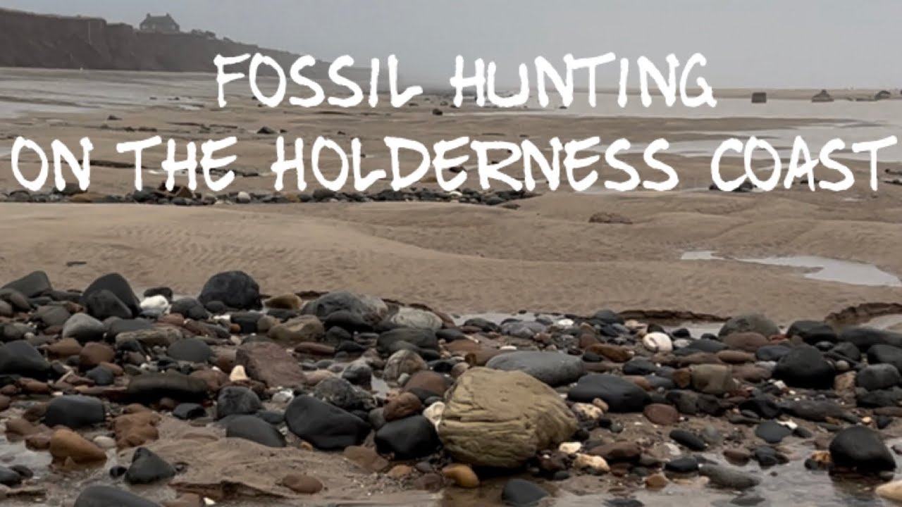Fossil hunting on the Holderness Coast. Ammonites, multi blocks, golden cannonballs, coral & more 👀