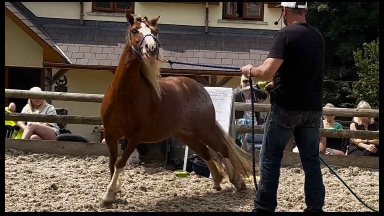 Pony bolts off with rider! Can I help?