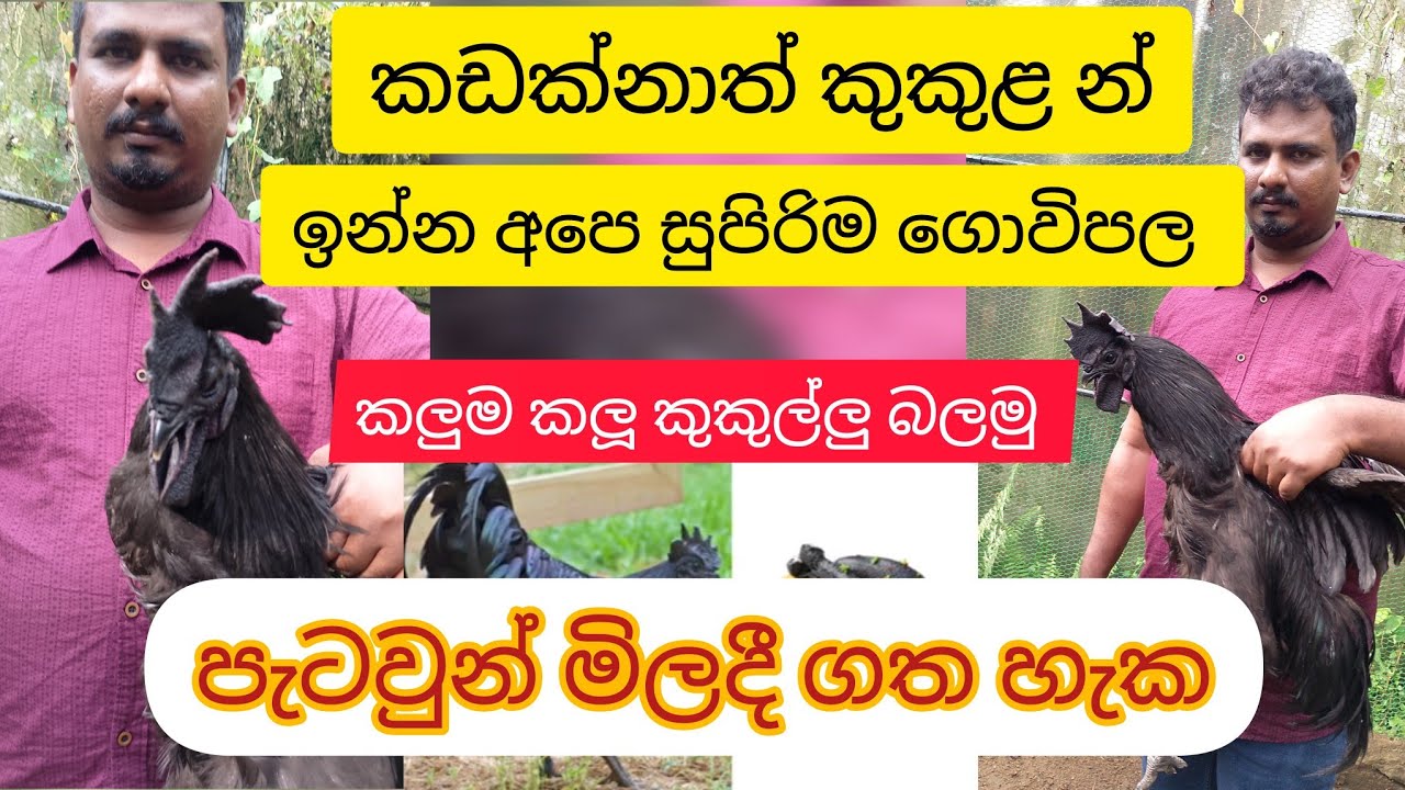 කඩක්නාත් කුකුළන් ඉන්න අපේ සුපිරිම ගොවිපල.  best kadknath farm . #kadaknath #kadaknathfarming #chicks