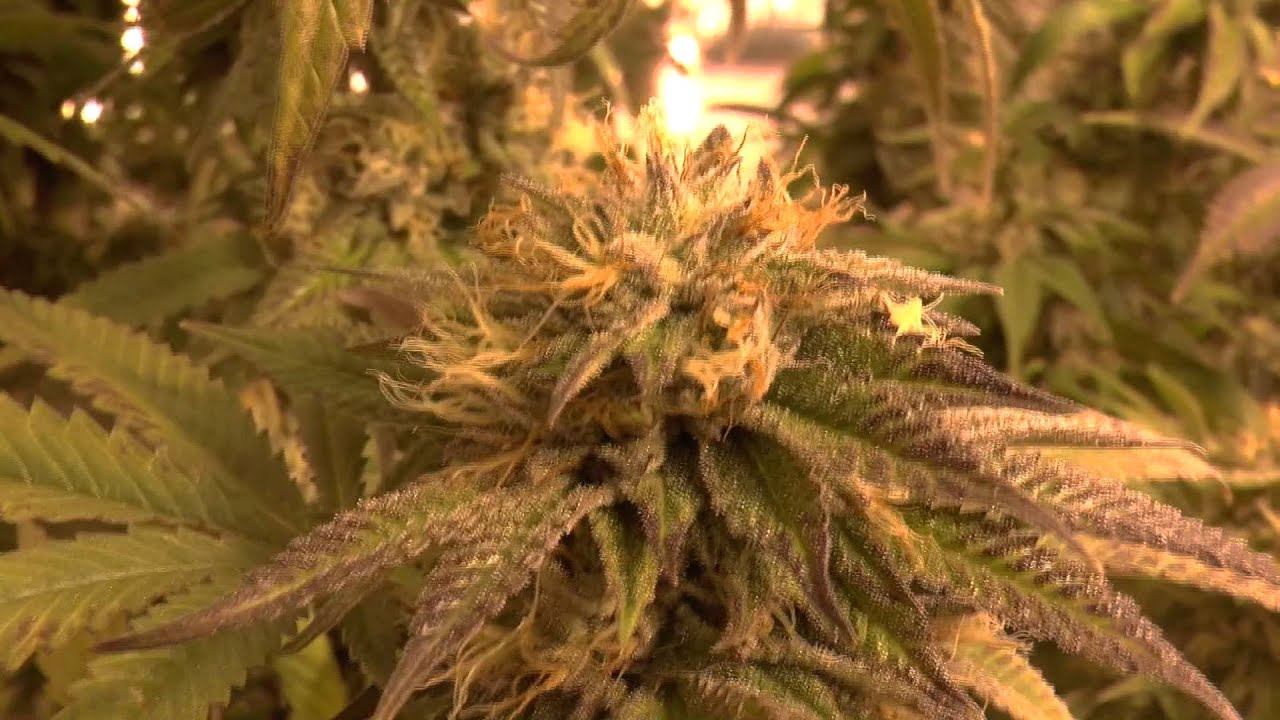 Remo's Grow 2015