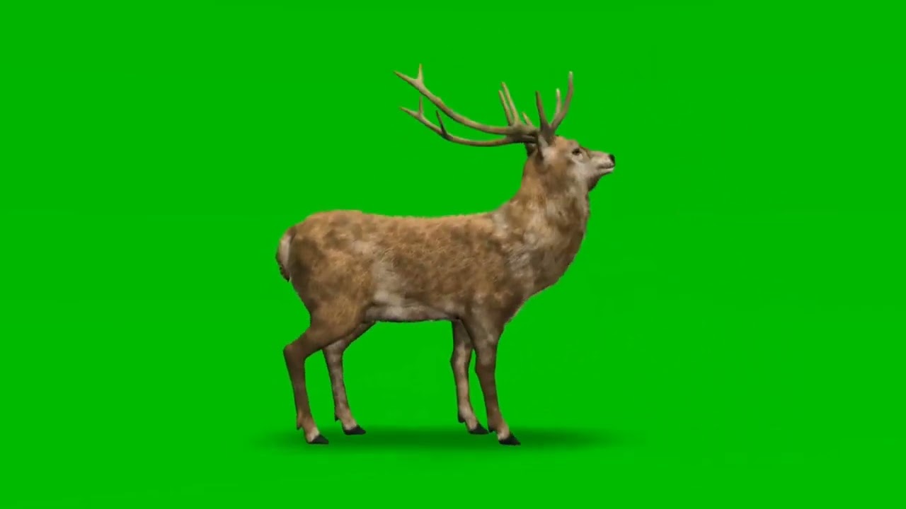 Deer attack on green screen || Deer 🦌 Green Screen Background || हिरण ग्रीन स्क्रीन