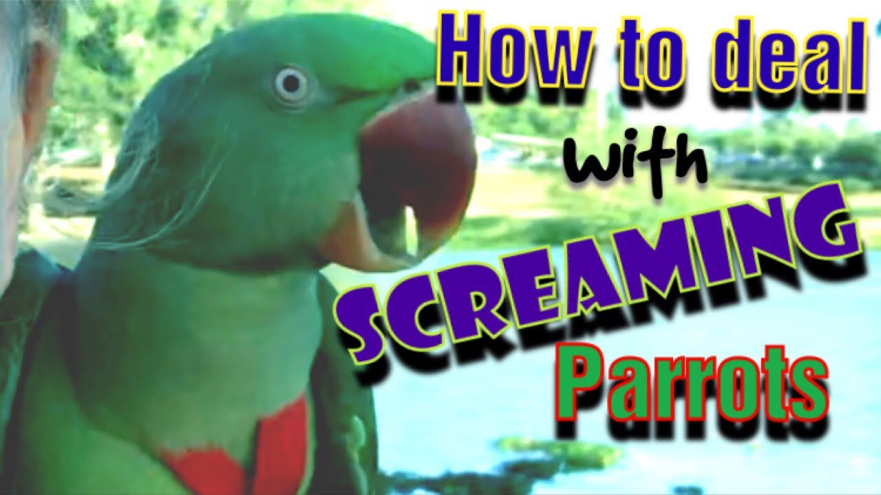Parrot Tip - Dealing with SCREAMING