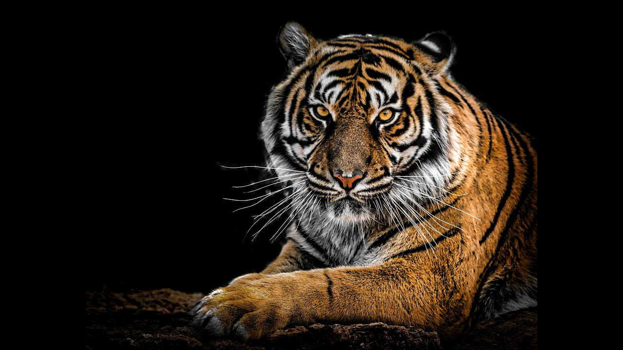 Life of Animals in the Wild| A Cinematic Journey Through Nature in 4K