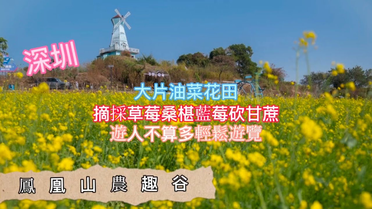 深圳吃喝玩樂 | 鳳凰山農趣谷 | 觀賞大片油菜花 | 可採摘草莓桑椹藍莓砍甘蔗 | EP152