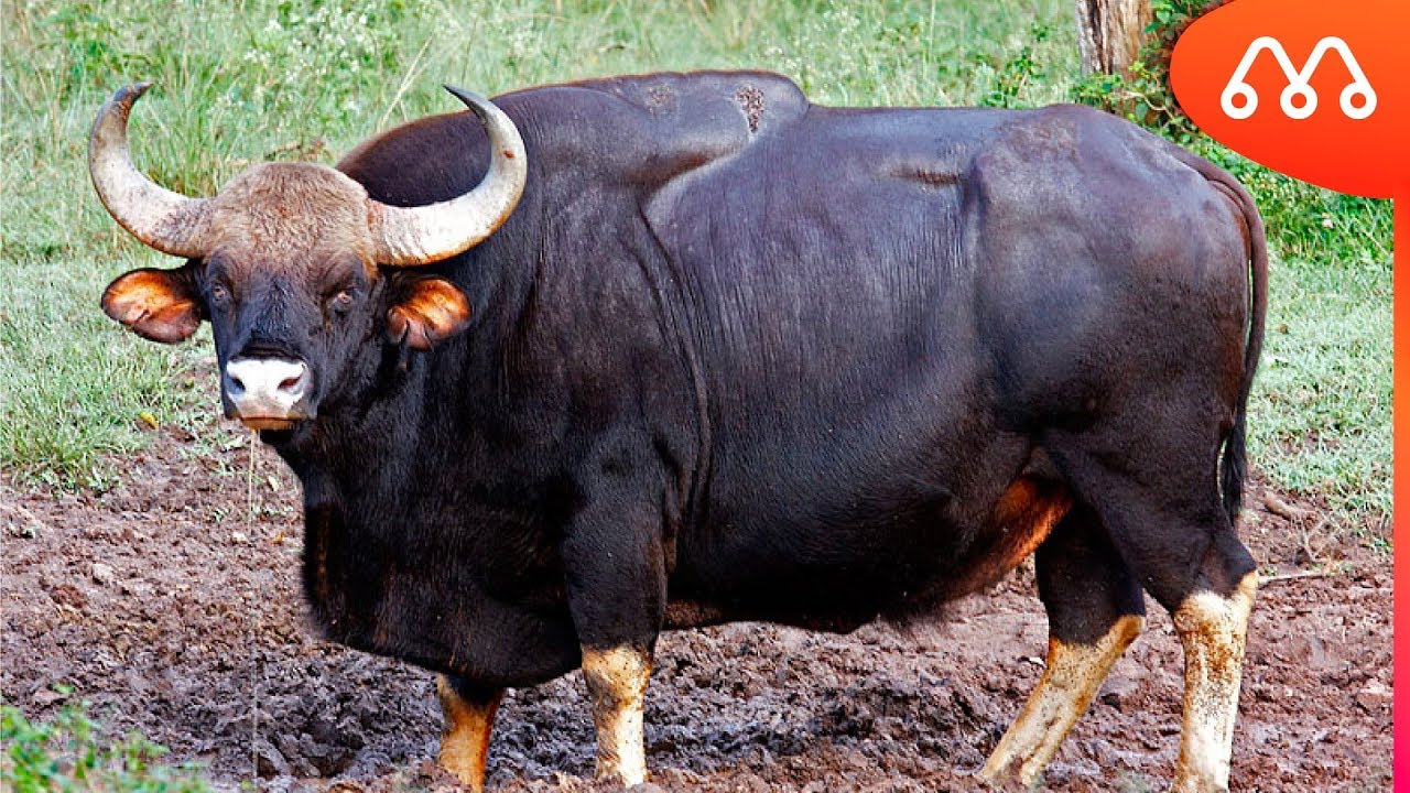 5 INCRÍVEIS BOVINOS SELVAGENS - MAIORES DO MUNDO