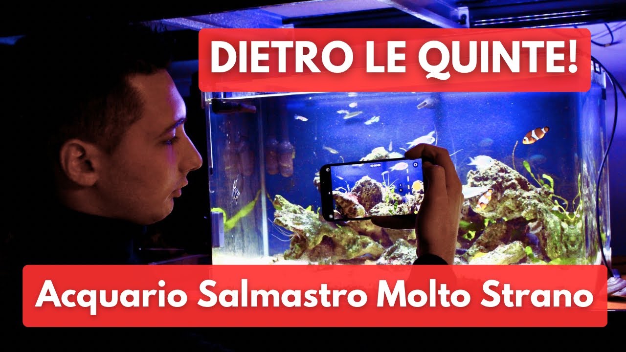 PESCI D’ACQUA DOLCE e MARINI INSIEME nel mio ACQUARIO - Vi svelo il dietro le quinte!