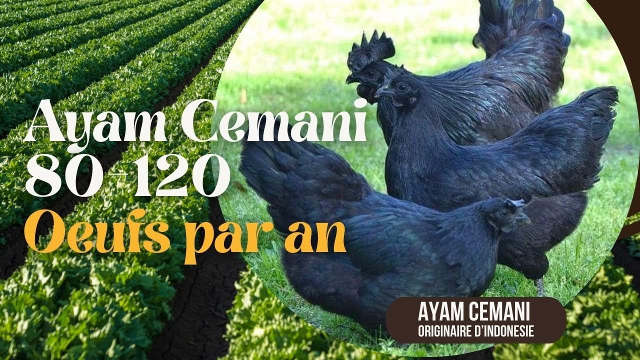Agro-Pastoral - 5 Pics Economiques qui rendent l'élevage du Poulet CEMANI si rentable. #poultry