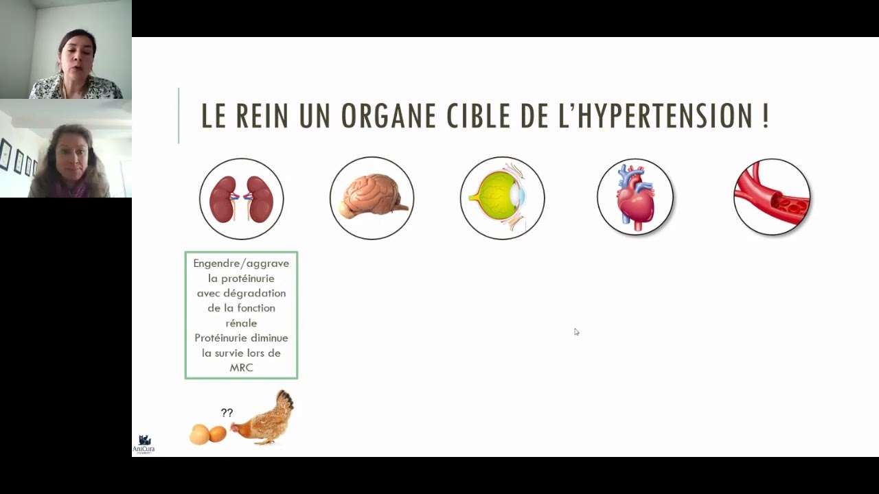 Présentation interactive pour mieux appréhender les chats atteints de MRC et HTA
