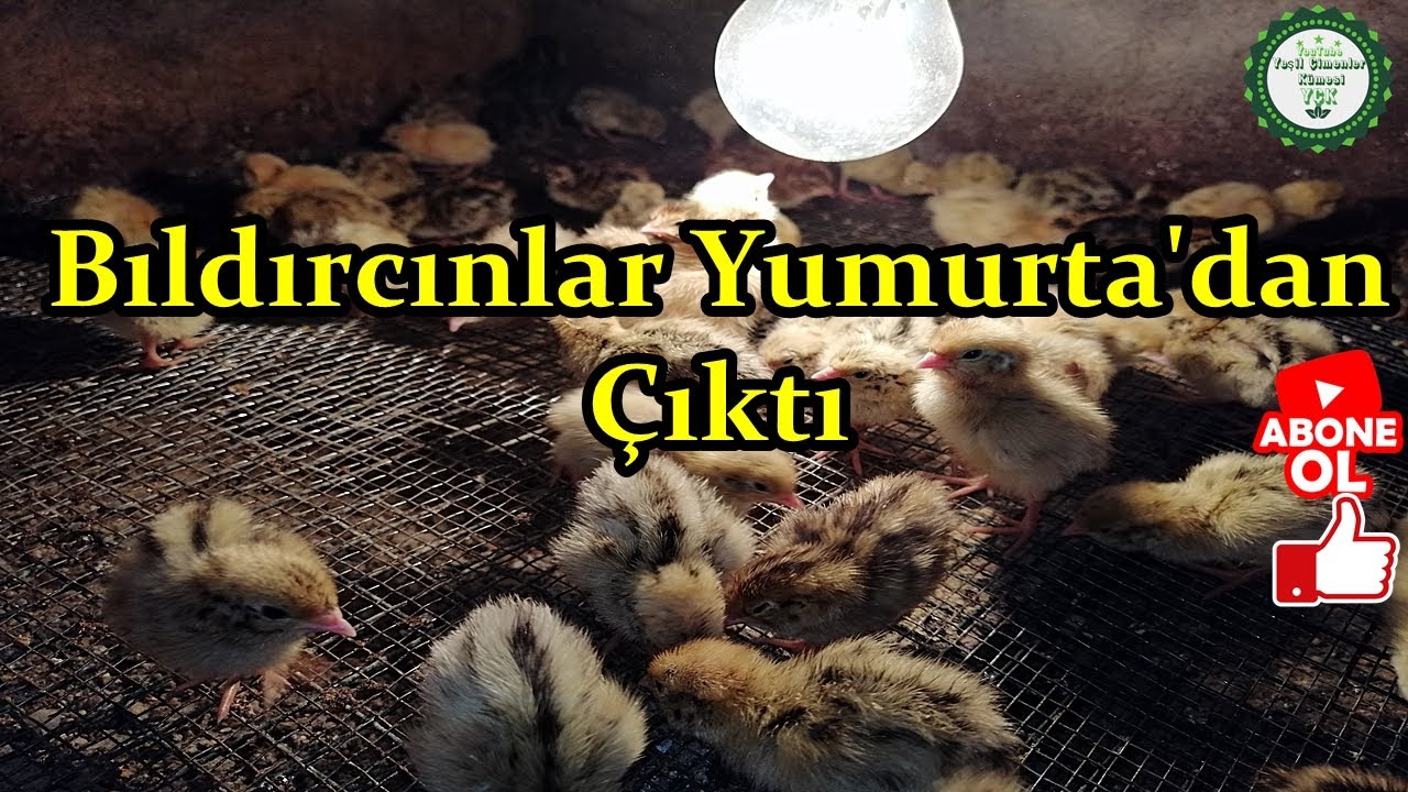 1 Kasa Dolusu Bıldırcın Çıktı,/Kıbrıs Bıldırcınları Büyüyorlar,/Splash Wyandottelerin Gelişimleri!