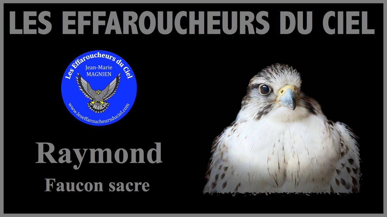 Raymond, faucon sacre, un oiseau de haut vol, &agrave; l'entrainement pour des stages de fauconnerie.