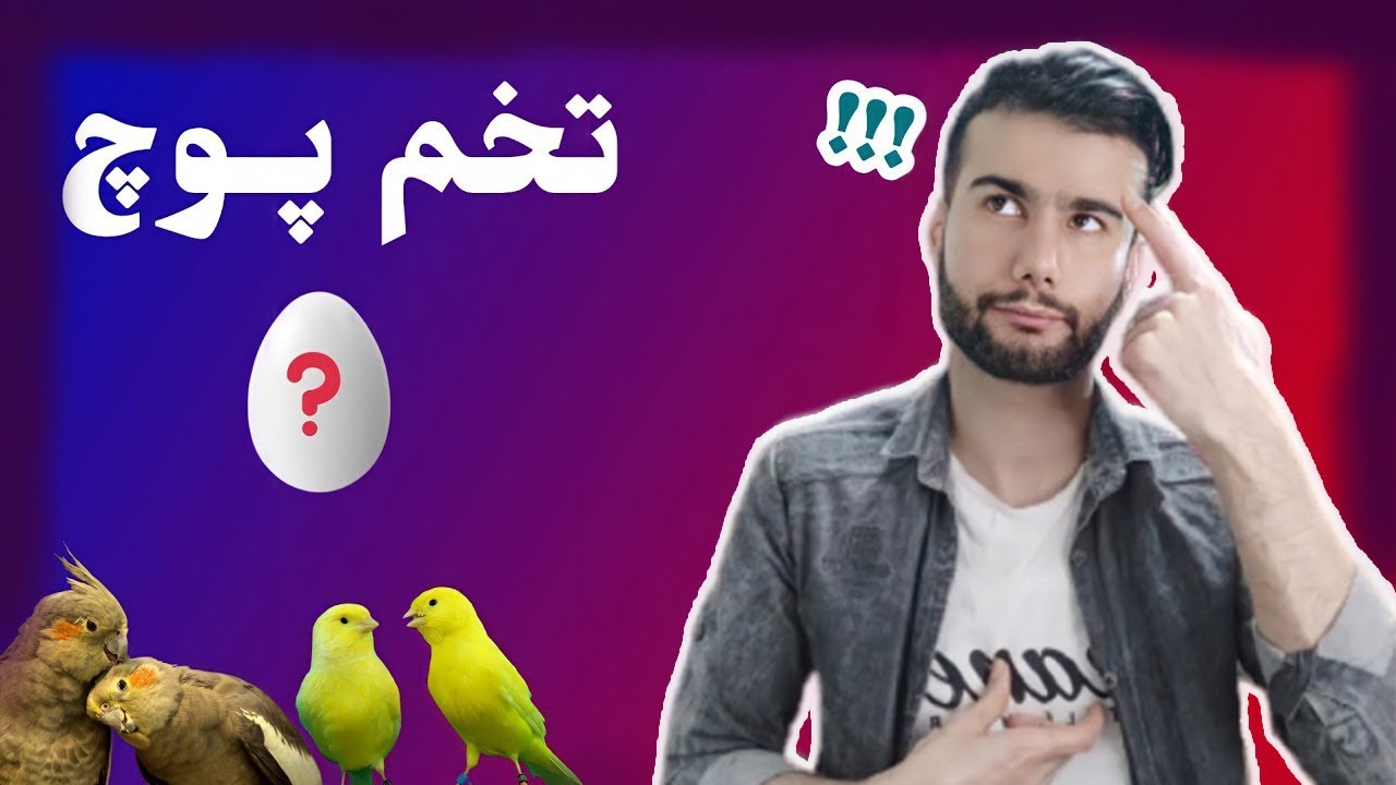 تخم پوچ : علت نطفه دار نشدن تخم عروس هلندی،قناری،کوتوله و سایر پرندگان زینتی