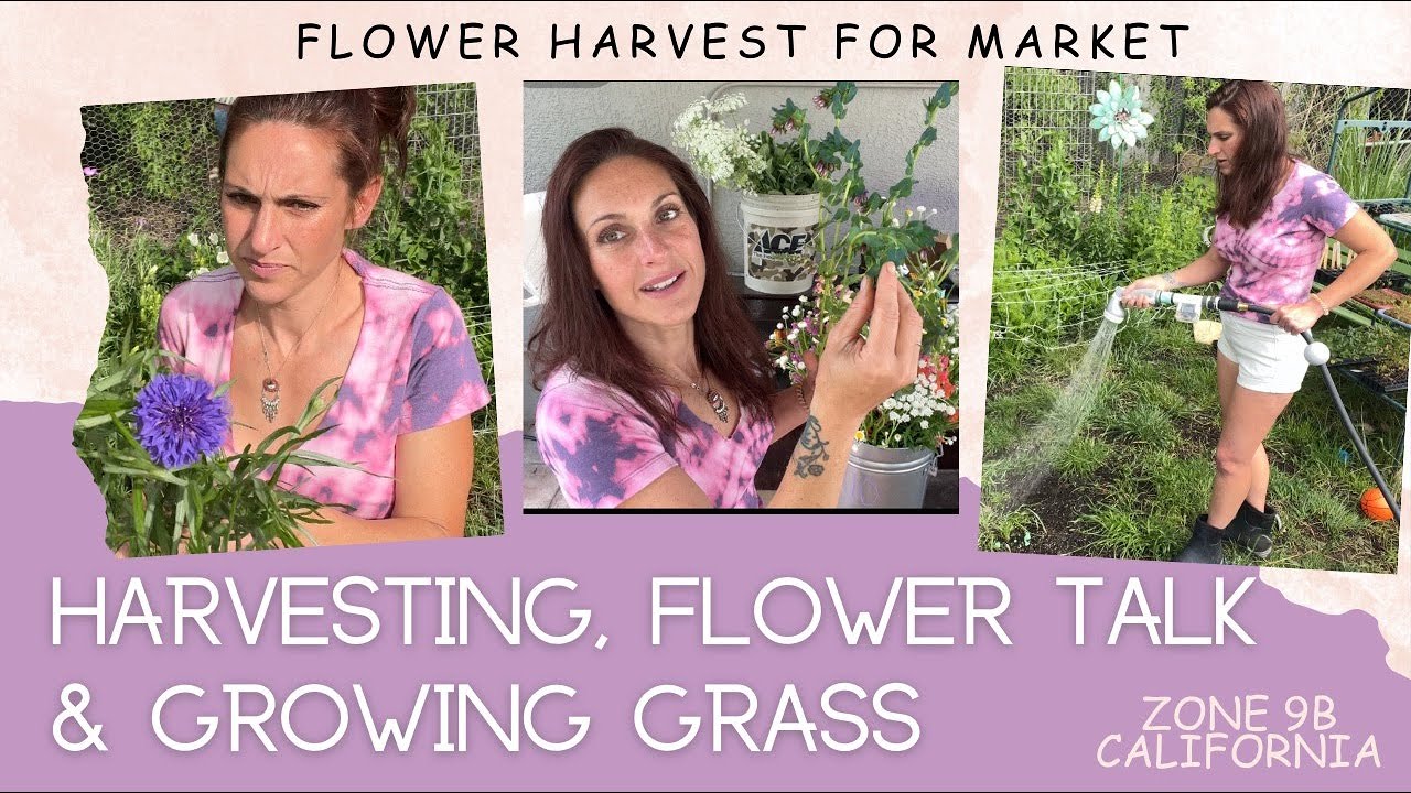 Getting Ready for Market || Flower Farming #cutflowerszone9b