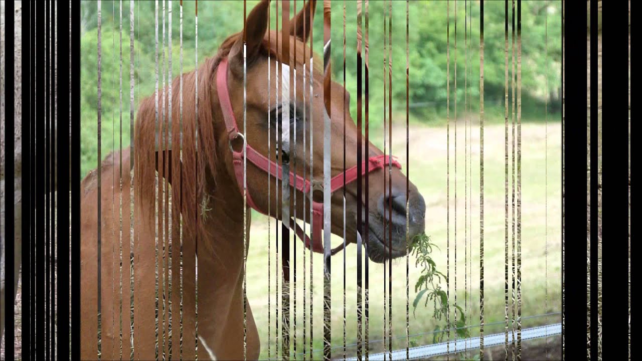 chanson de la ferme équestre la servie
