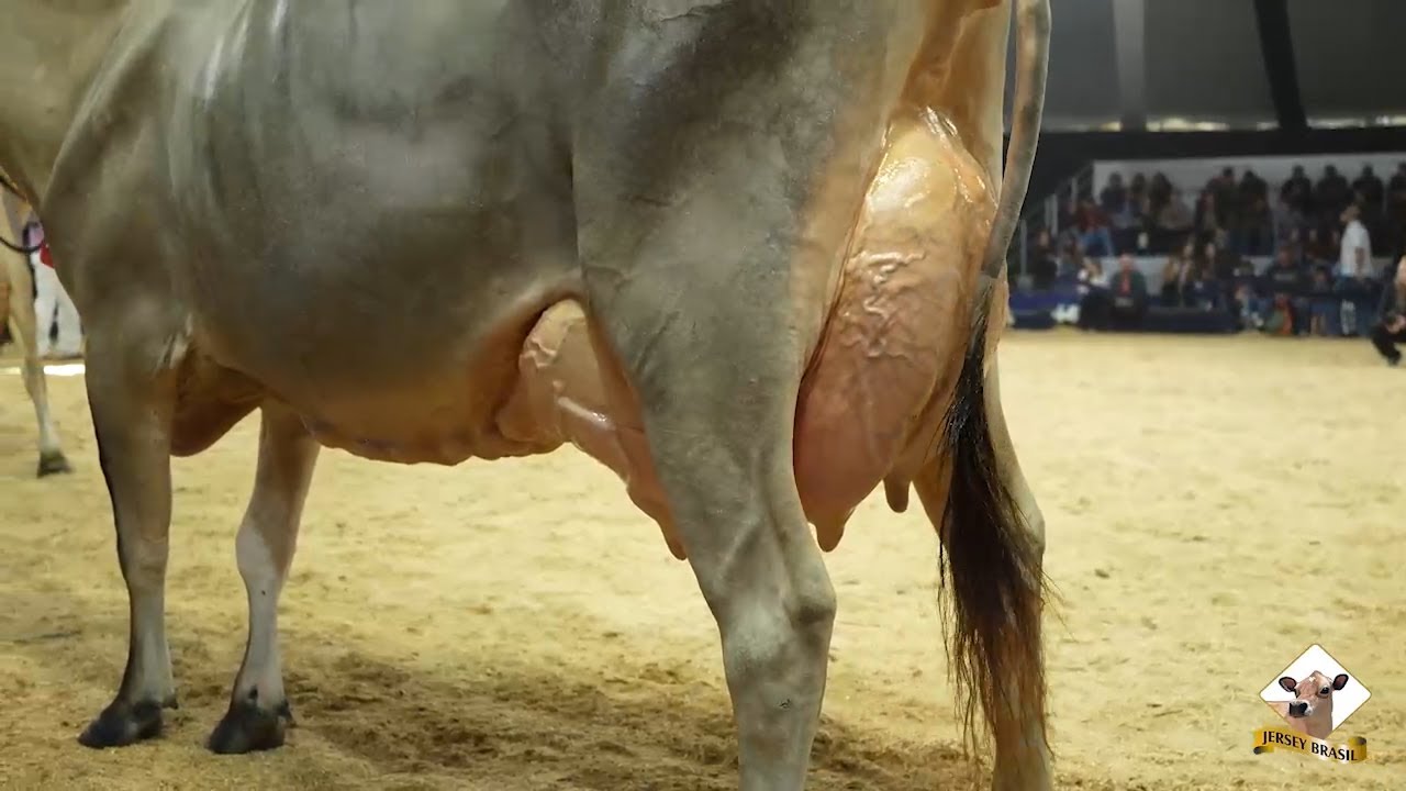 Raça Jersey apresenta genética de ponta no Agroleite 2025