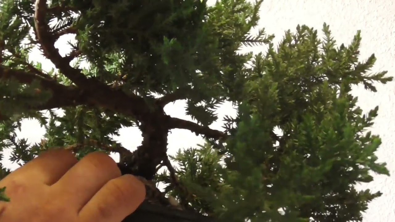 Cómo Empezar Tu BONSAI / Elección De Frente BIEN EXPLICADO/ Samuel Sánchez Bonsai