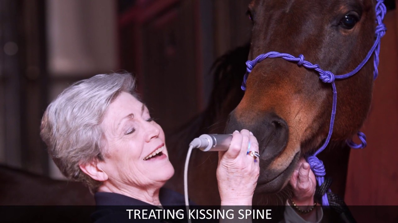 How to do Cold Laser Therapy on your horse