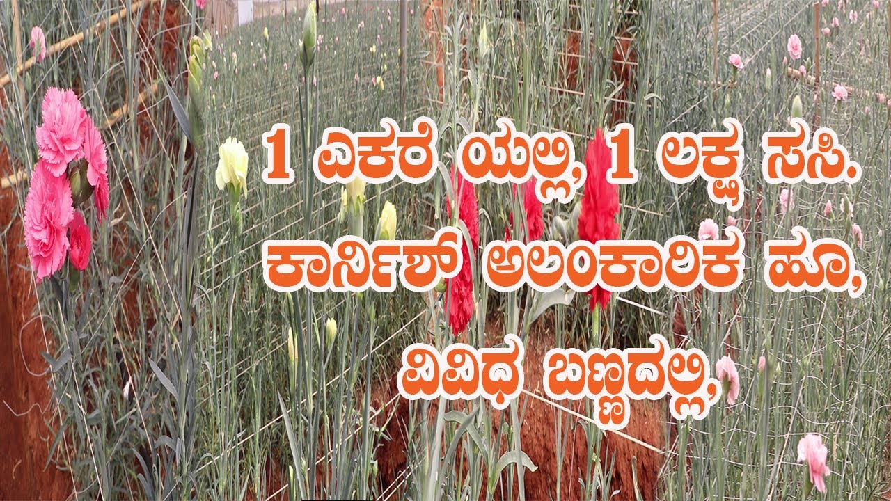 ಕಾರ್ನಿಷ್ ಅಲಂಕಾರಿಕ ಹೂವು, ವಿಭಿನ್ನ ಬಣ್ಣದ ಯೋಜನೆಗಳಿಂದ ಹೆಚ್ಚಿನ ಲಾಭ. ||Dr.Soil ||Cornish Ornamental Flower