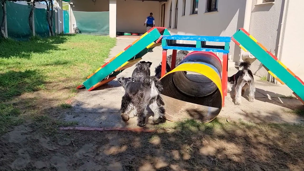 Canine Creche - Episode 2