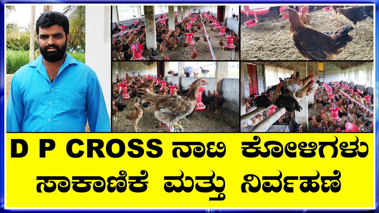 1ಸಾವಿರ ಕೋಳಿ ಸಾಗಾಣಿಕೆ ಮಾಡುದ್ರೆ 50 ಸಾವಿರ  ಆದಾಯ D P Cross Nati Koli