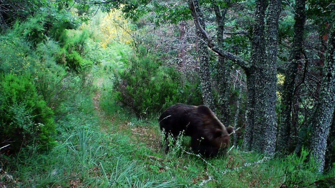&iexcl;Osos en Monta&ntilde;a de Ria&ntilde;o! 🐻