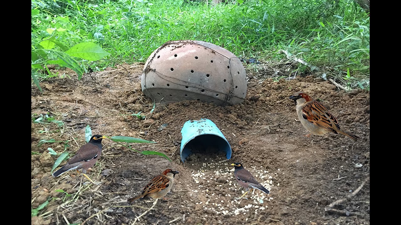 Great Quick Survival Easy Deep Hole Bird Trap Using Teeter PVC vs Clay | Survival Clay Trapping Bird