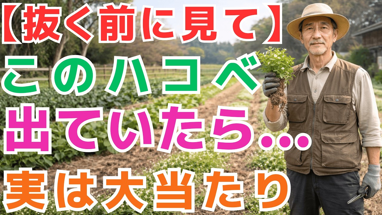 【 99％の家庭菜園が知らない 】ハコベが生える畑は実は危険かもしれない？知らないと損する真実｜ハコベの特徴を完全解説！【自然農法】【土壌改善】【リビングマルチ】