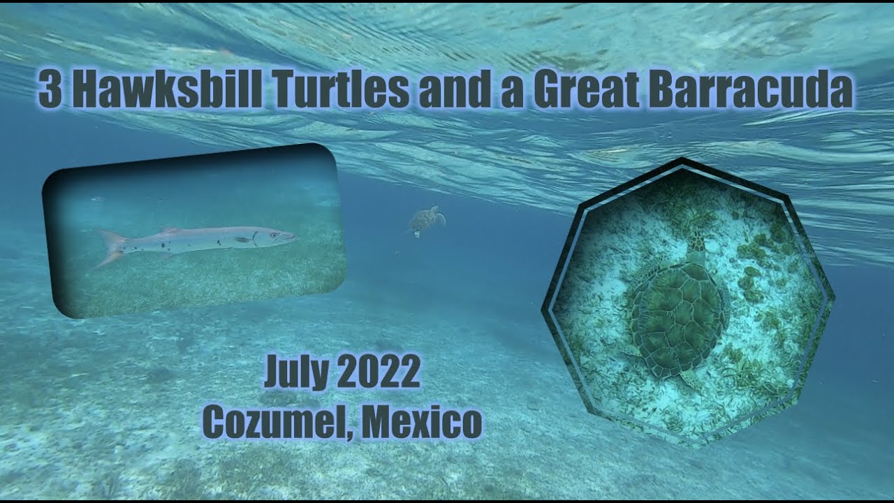3 Hawksbill Turtles and a Great Barracuda 🐢🐢🐢🦈
