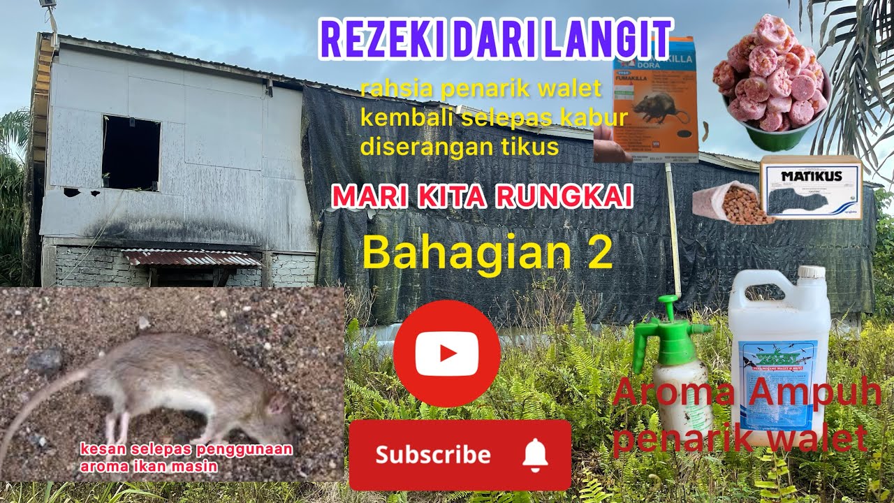 TIPS WALET: BIMBINGAN TEKNIK MENARIK WALET SETELAH KABUR DISERANG TIKUS GUNAKAN ALAT INI