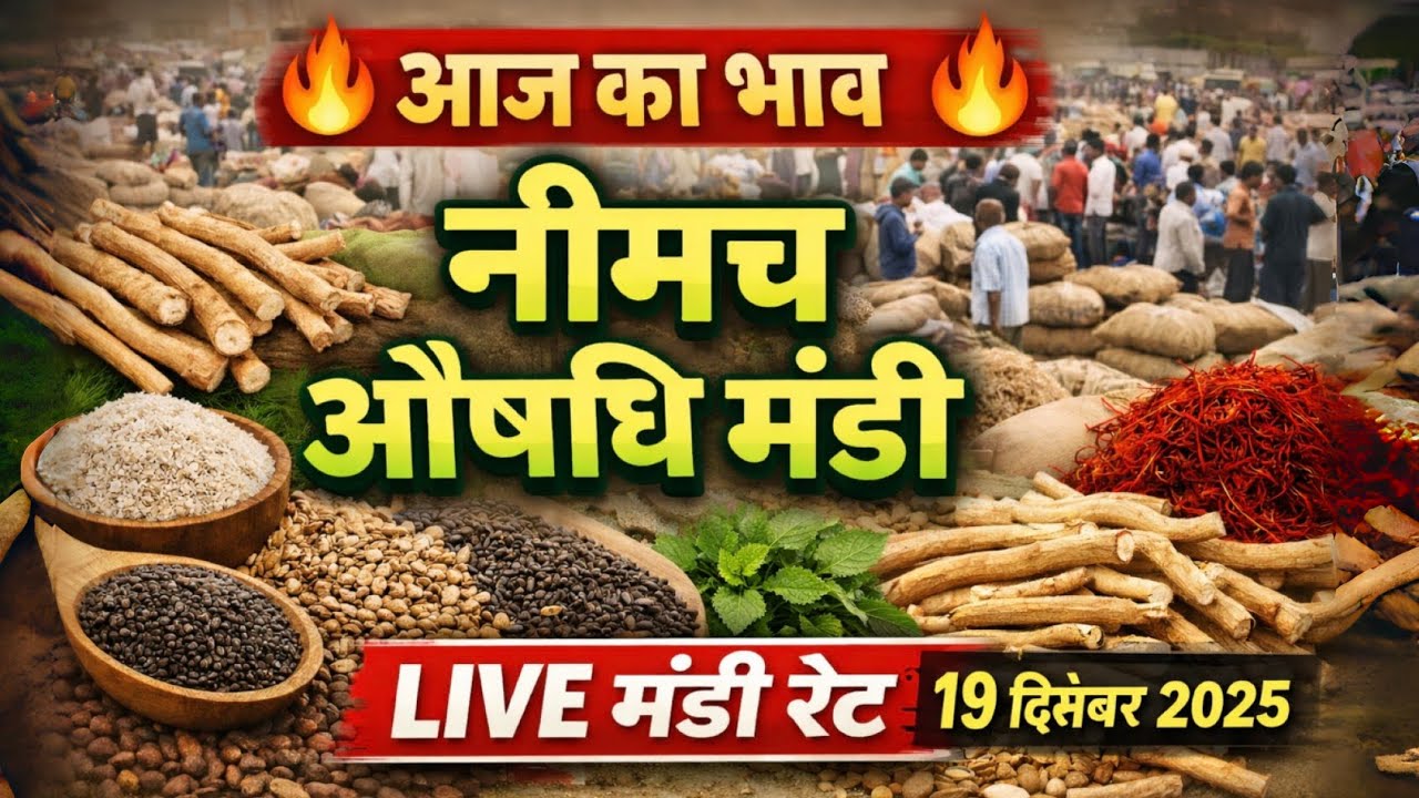 आज का नीमच औषधि मंडी भाव | सभी औषधीय फसलों के ताजा रेट | Neemuch Oshdhi Mandi Today