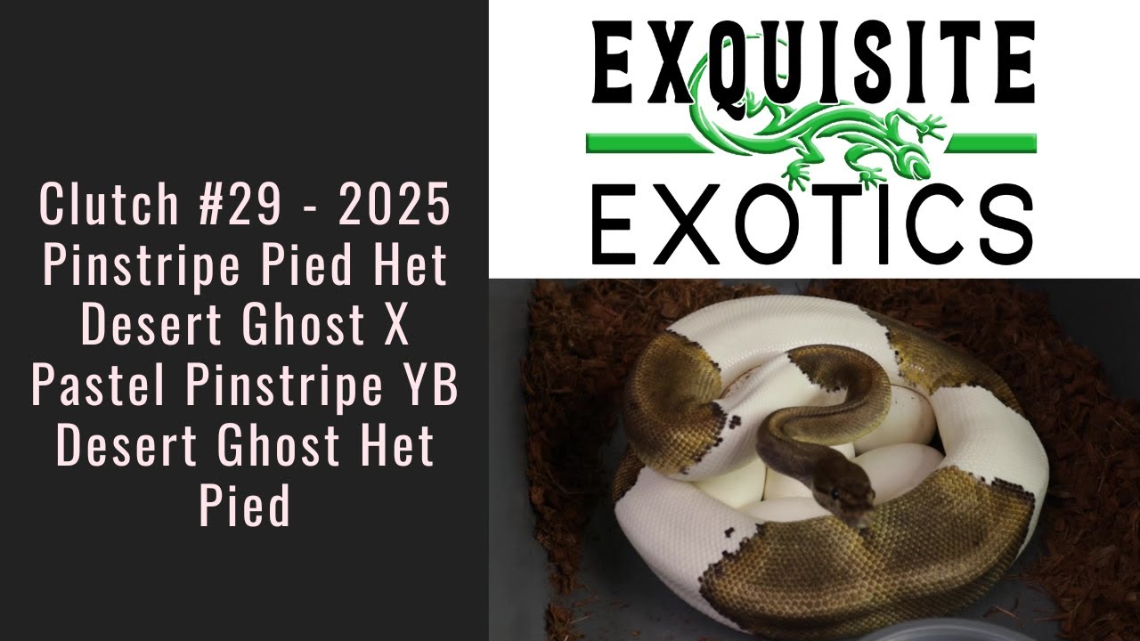 Clutch#29 2025 - Pinstripe Pied Het Desert Ghost X Pastel Pinstripe YB Desert Ghost Het Pied