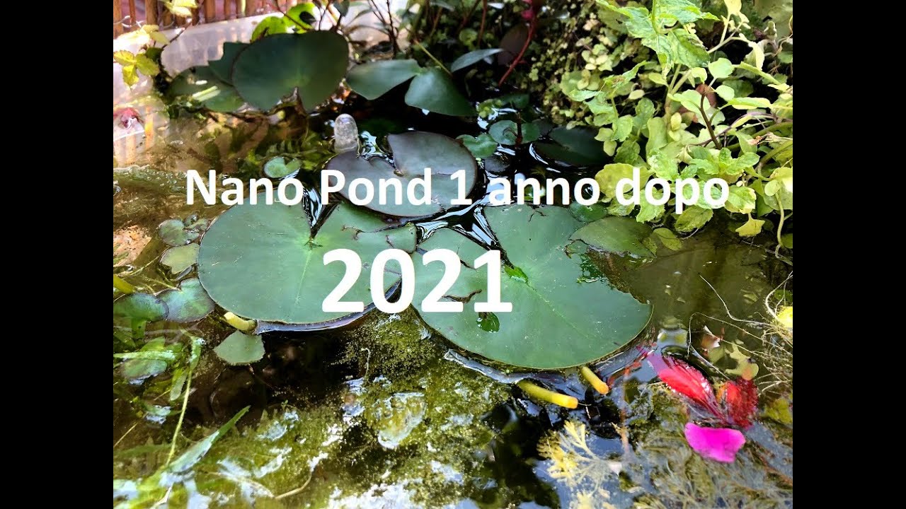 Nano pond 1 anno dopo   2021 - Zio Pesce - acqauri