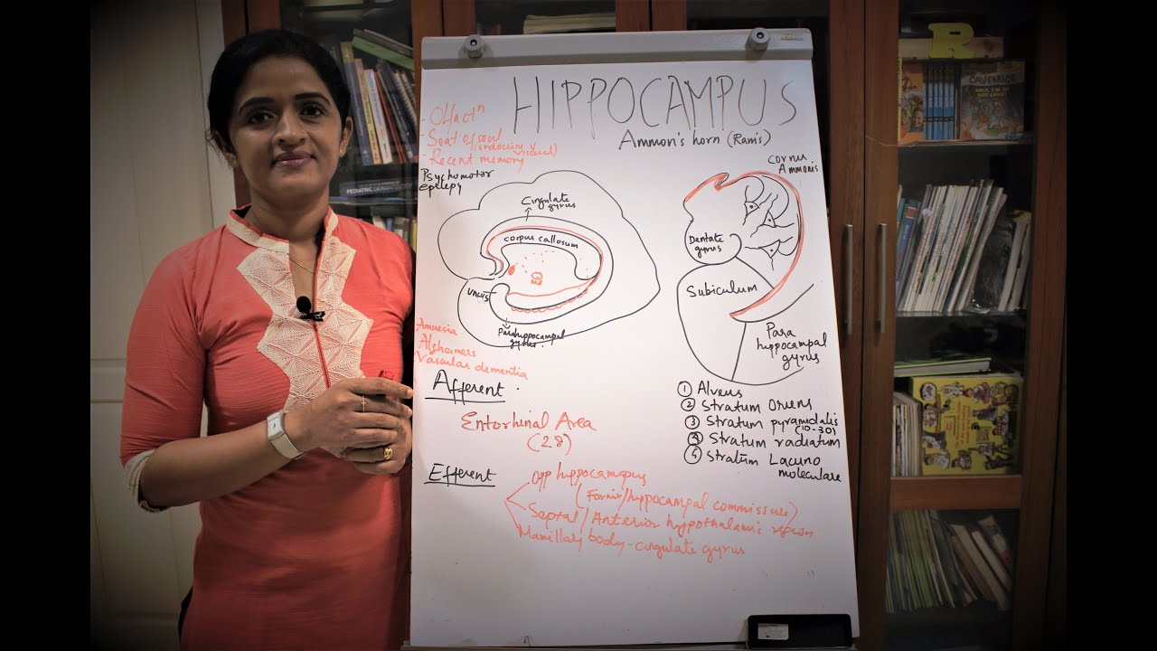 NEUROANATOMY-THE LIMBIC SYSTEM-PART 3-HIPPOCAMPUS-DR ROSE JOSE MD