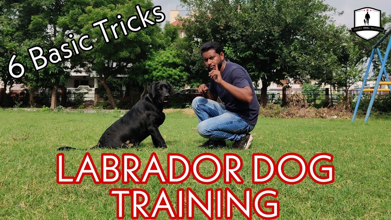 Labrador Dog Training Day 1st : 6 important Basic Commands ||sit ,lie down ,stay ,No & Wait || Hindi