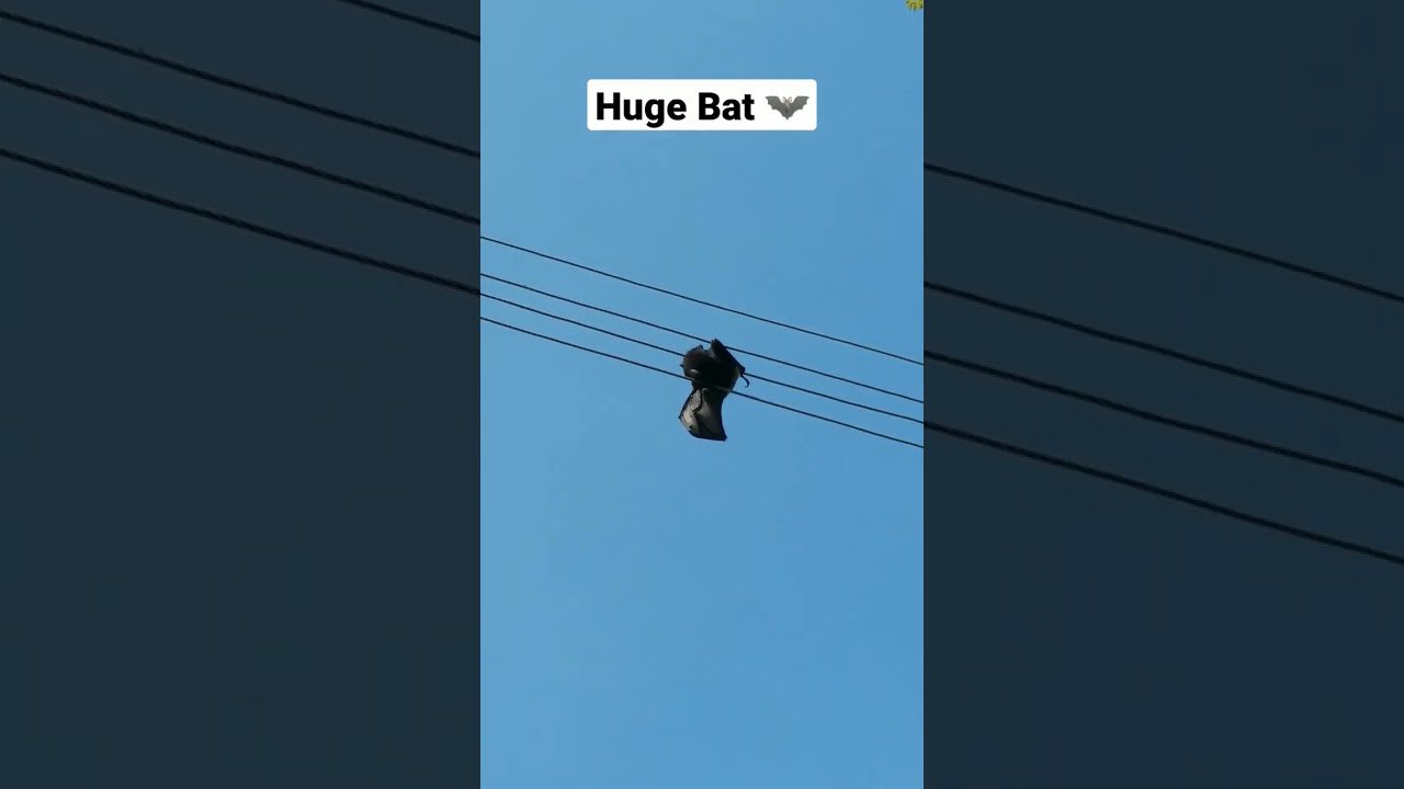 A huge bat 🦇 hit by electric shock #bat #electric #shock
