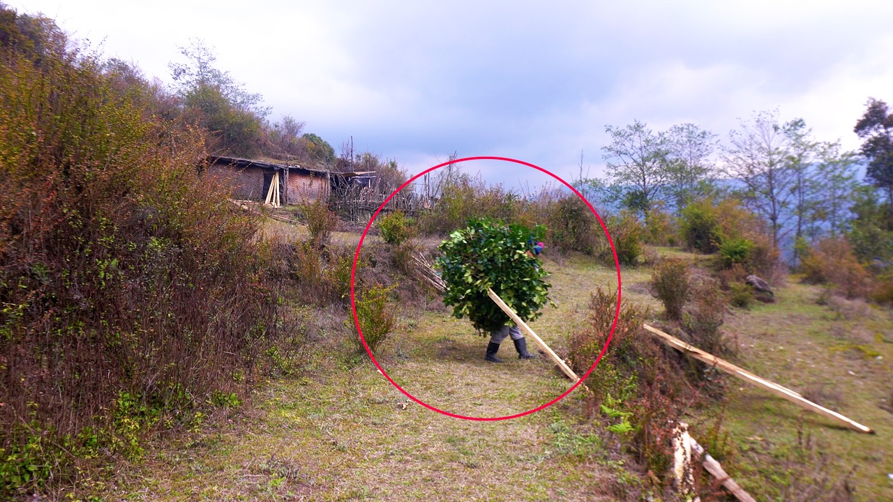 jungle man takes tree leaves for the cows || village life in Nepal ||@dharmebrother